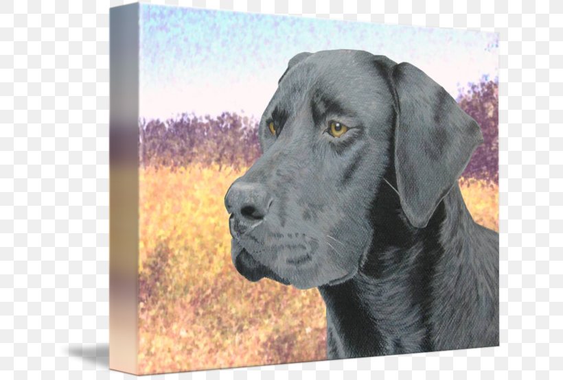 Labrador Retriever Great Dane Dog Breed Sporting Group, PNG, 650x554px, Labrador Retriever, Breed, Cafepress, Carnivoran, Clock Download Free