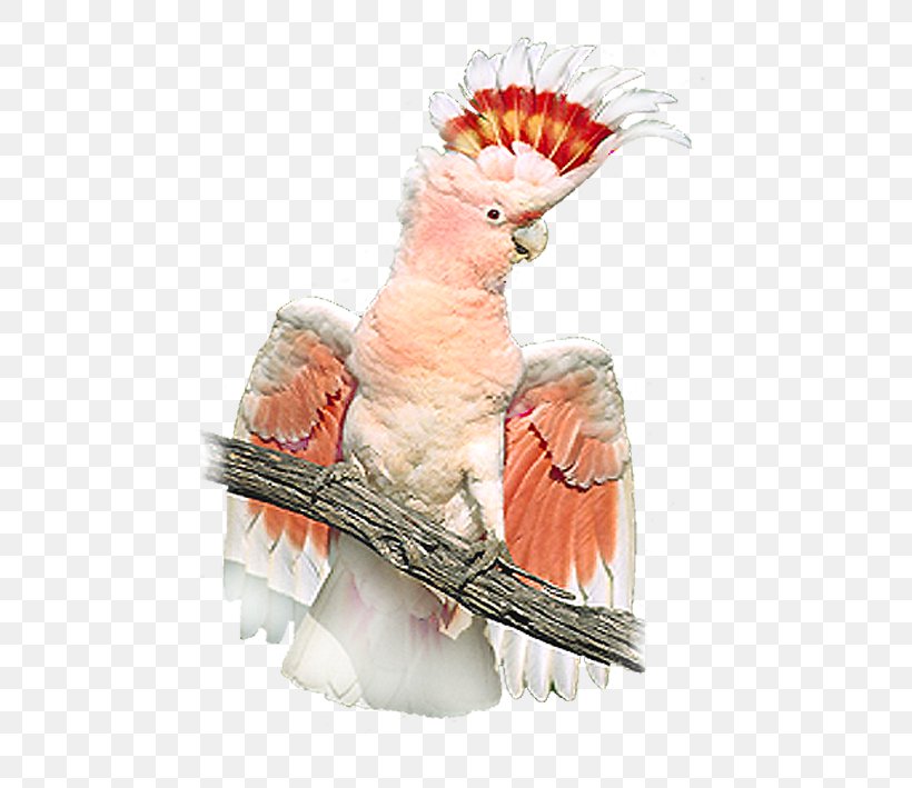Sulphur-crested Cockatoo Budgerigar Macaw Bird, PNG, 534x709px, Sulphurcrested Cockatoo, Beak, Bird, Budgerigar, Chicken Download Free