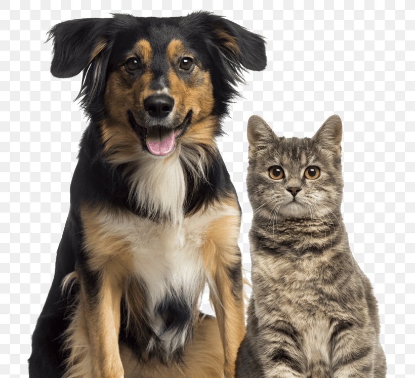 Dog–cat Relationship Dog–cat Relationship Pet Sitting, PNG, 756x747px, Cat, Animal Shelter, Cat Like Mammal, Cats Dogs, Companion Dog Download Free