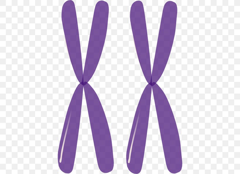 Homologous Chromosome X Chromosome Mitosis Clip Art, PNG, 426x595px, Chromosome, Allele, Cell, Cell Division, Cell Nucleus Download Free