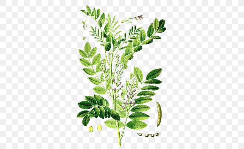 Liquorice Licorice Plant Root Herb, PNG, 500x500px, Liquorice, Branch, Extract, Glabridin, Glycyrrhizin Download Free