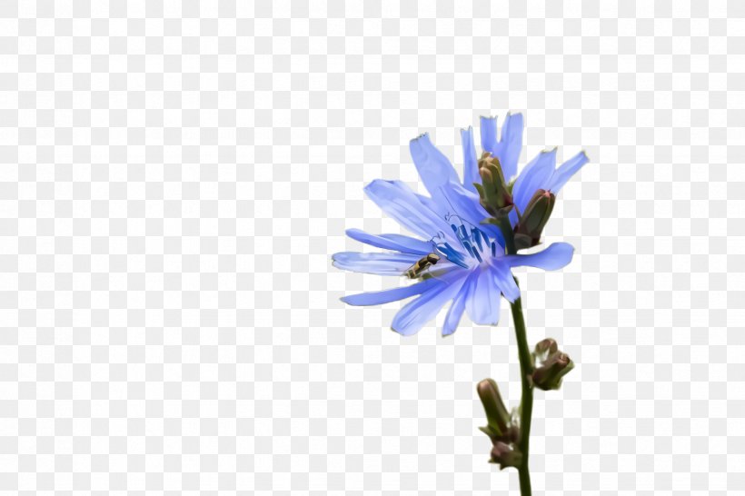 Flower Blue Plant Flowering Plant Petal, PNG, 2448x1632px, Flower, Aster, Blue, Chicory, Daisy Family Download Free