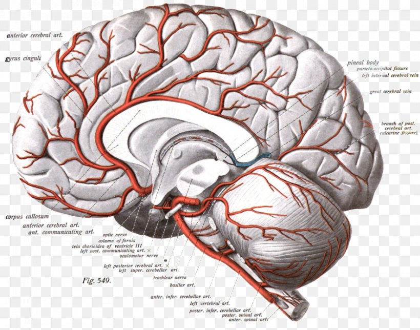 Anterior Cerebral Artery Cerebral Arteries Brain Internal Carotid Artery, PNG, 886x696px, Watercolor, Cartoon, Flower, Frame, Heart Download Free