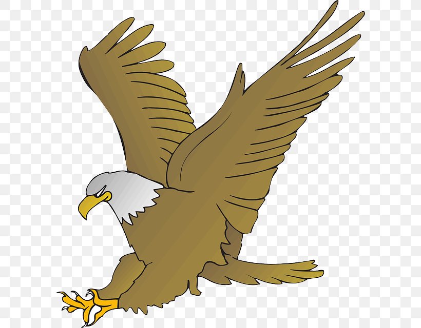 Bald Eagle Clip Art, PNG, 602x640px, Bald Eagle, Accipitriformes, Beak, Bird, Bird Of Prey Download Free