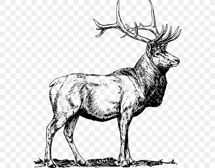Elk Reindeer Moose White-tailed Deer, PNG, 564x640px, Elk, Antler, Art, Black And White, Deer Download Free