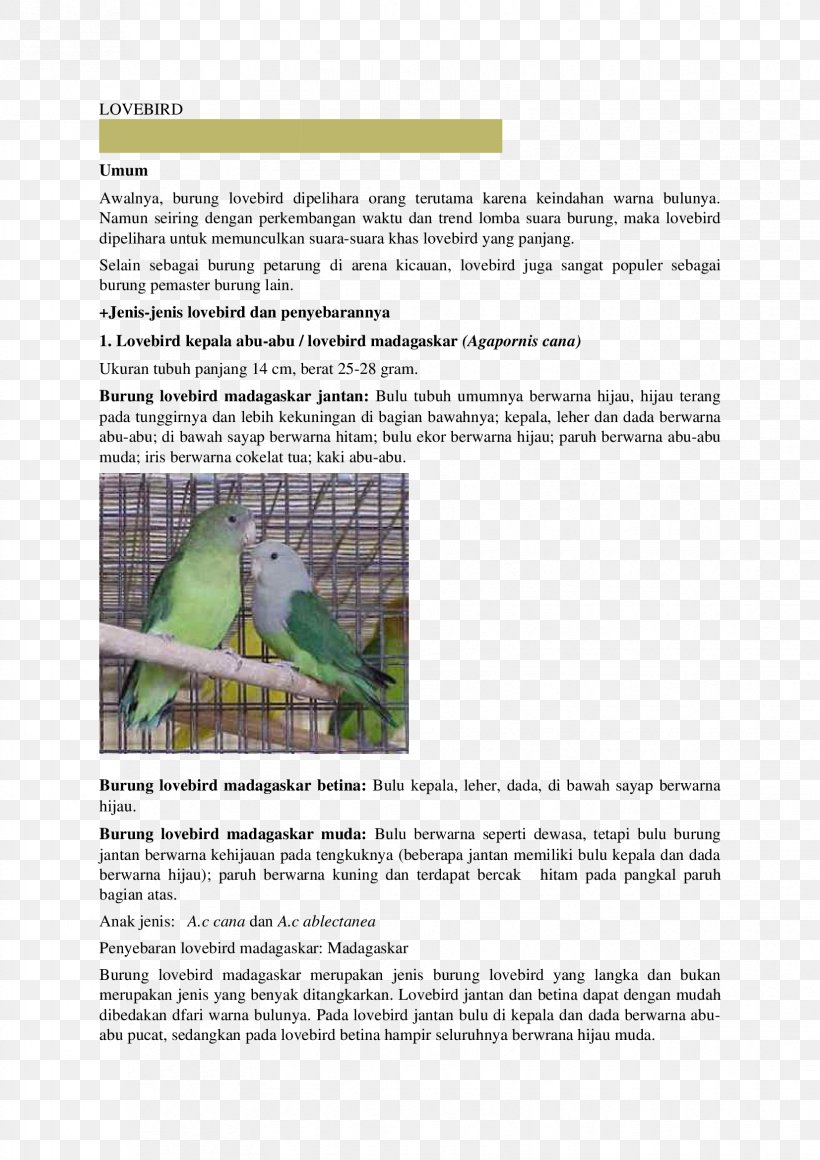 Lovebird Africans Angle Brochure, PNG, 1653x2339px, Lovebird, Africa, Africans, Brochure, Grass Download Free