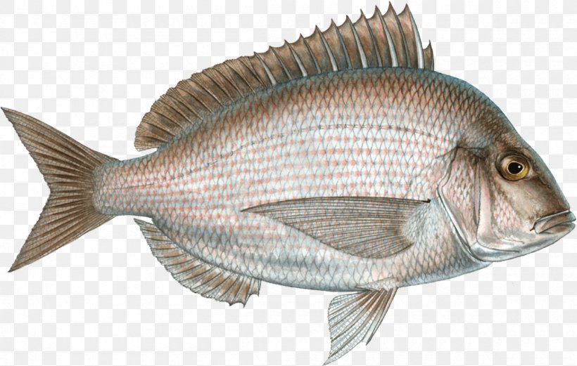 Scup Seafood Watch Porgy Fishing, PNG, 1200x763px, Scup, Animal Source Foods, Fauna, Fish, Marine Biology Download Free