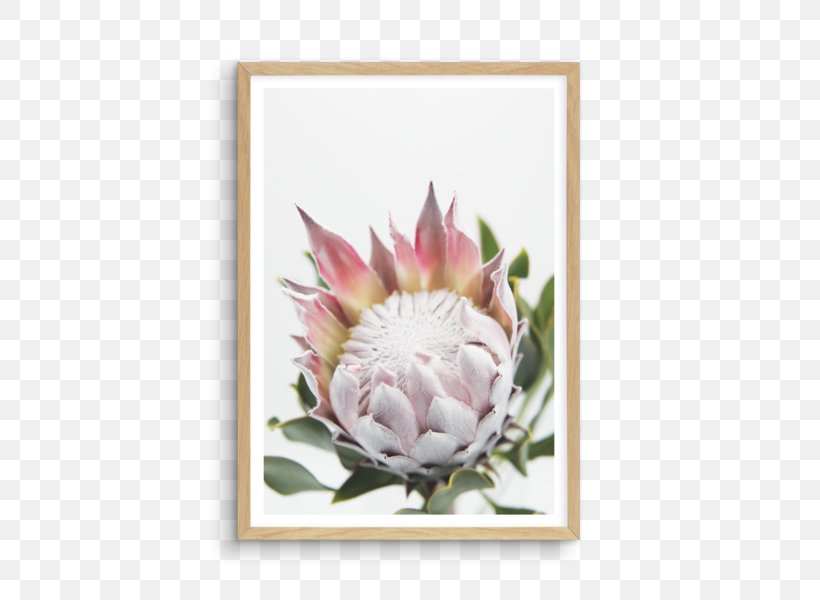 Window King Protea Shelf Bookcase Wall, PNG, 481x600px, Window, Art, Bookcase, Desk, Floral Design Download Free