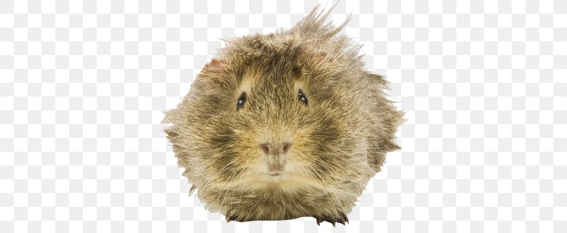 Guinea Pig Whiskers Holiday Snout, PNG, 378x338px, Guinea Pig, Birthday, Fauna, Fur, Guinea Download Free