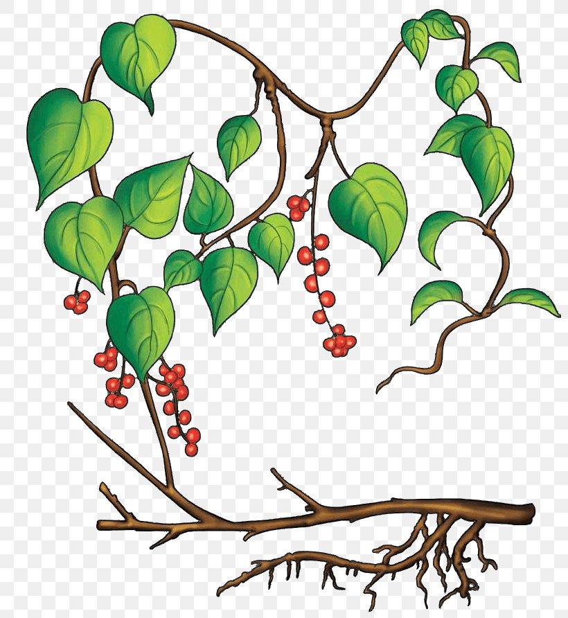 Twig Clip Art Image Sichuan Pepper, PNG, 800x892px, Twig, Botany, Branch, Cartoon, Flower Download Free