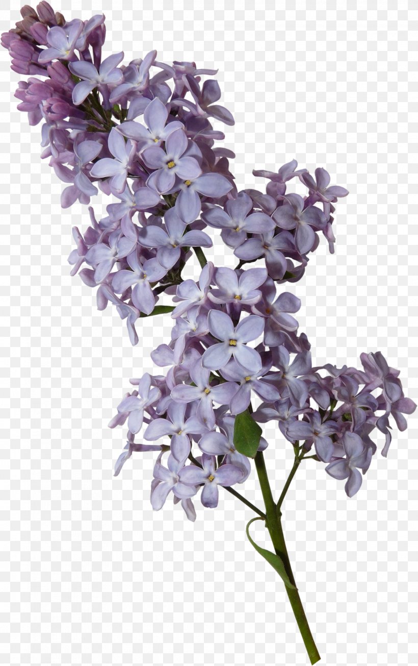 Violet Lilac Clip Art, PNG, 1966x3129px, Violet, Color, Cut Flowers, English Lavender, Flower Download Free