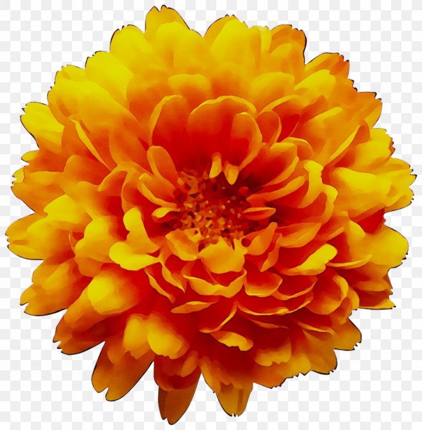 Clip Art Chrysanthemum Transparency Image Flower, PNG, 1116x1138px, Chrysanthemum, Annual Plant, Art, Artificial Flower, Blue Download Free