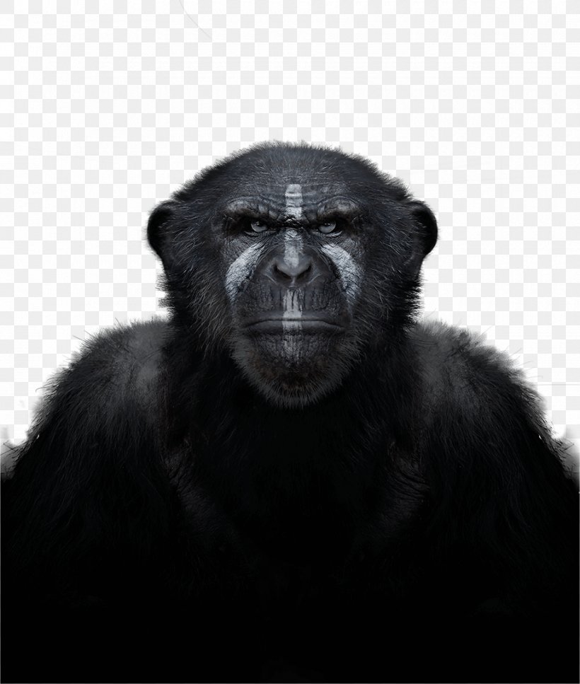 Common Chimpanzee Western Gorilla Primate Monkey In The Wild, PNG, 920x1086px, Common Chimpanzee, Animal, Ape, Black And White, Chimpanzee Download Free