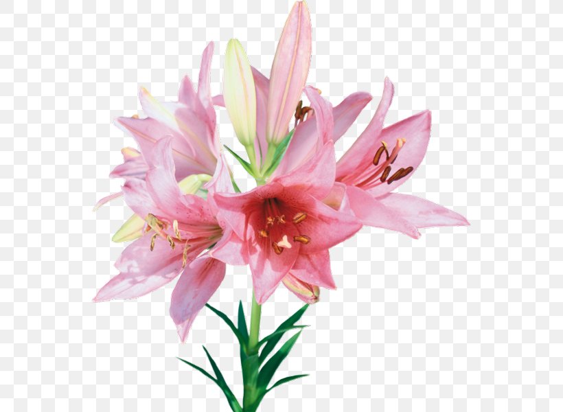 Cut Flowers, PNG, 553x600px, Flower, Amaryllis Belladonna, Amaryllis Family, Animation, Color Download Free