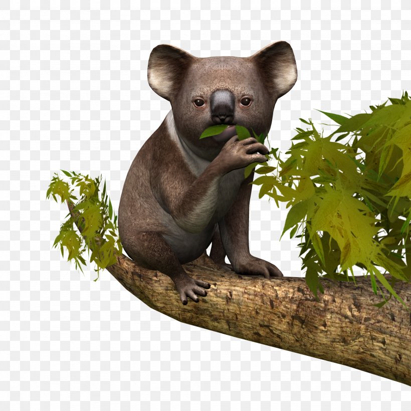 Koala Wildlife Terrestrial Animal Snout, PNG, 2048x2048px, Koala, Animal, Bear, Fauna, Grass Download Free