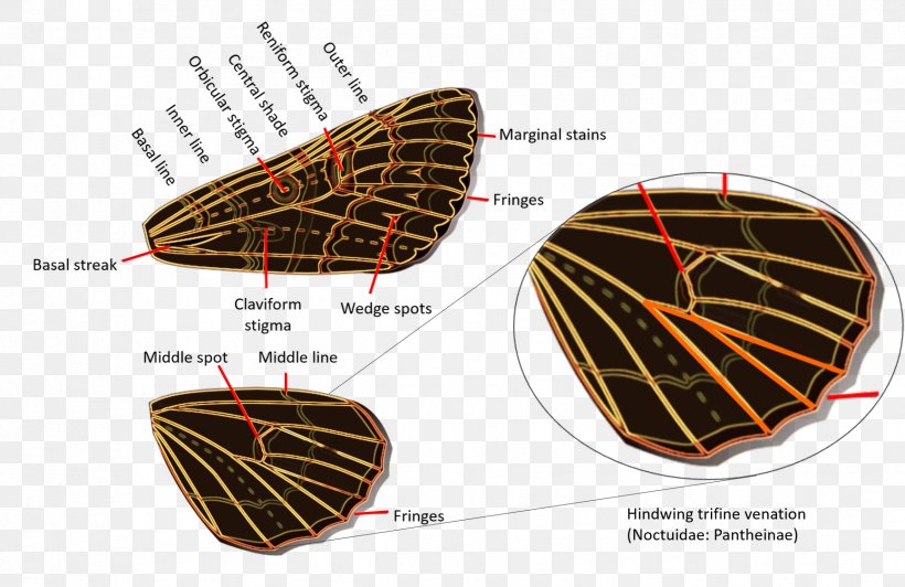Owlet Moths Geometer Moths Caterpillar Tiger Moths Hedylidae, PNG, 1733x1125px, Owlet Moths, Butterflies And Moths, Butterfly, Caterpillar, Cutworm Download Free
