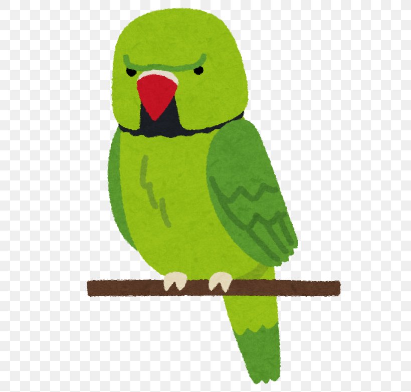 Parrots Rose-ringed Parakeet Bird Beak Cat, PNG, 700x782px, Parrots, Beak, Bird, Book, Cat Download Free