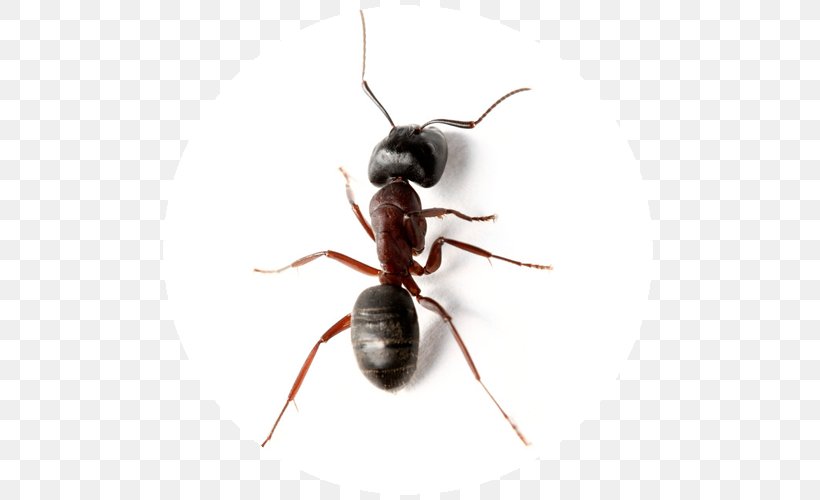 Carpenter Ant Insect JAPCO Pest Control Ltd, PNG, 500x500px, Ant, Arthropod, Black Garden Ant, Carpenter Ant, Cockroach Download Free