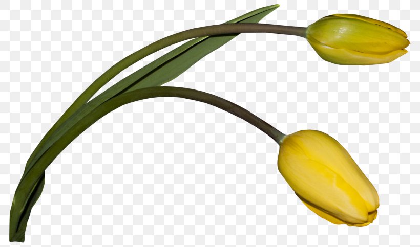 Flower Download Cartoon Plant Stem, PNG, 800x483px, Flower, Bud, Cartoon, Commodity, Food Download Free