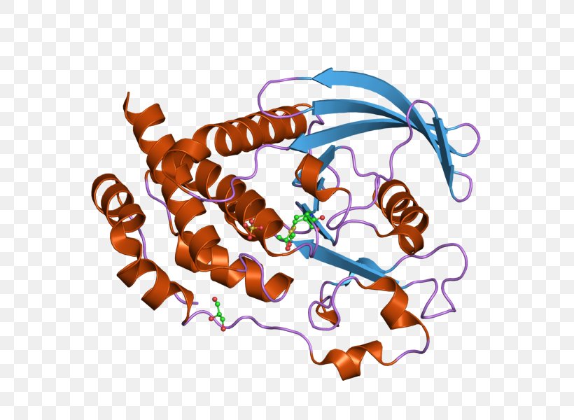 Ptpn5 Protein Tyrosine Phosphatase Art Wikipedia, PNG, 800x600px, Protein Tyrosine Phosphatase, Art, Art Museum, Encyclopedia, Enzyme Download Free