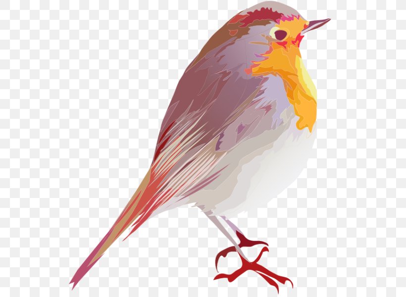 Bird European Robin Design Animal Clip Art, PNG, 600x600px, Bird, American Robin, Animal, Beak, Canary Download Free