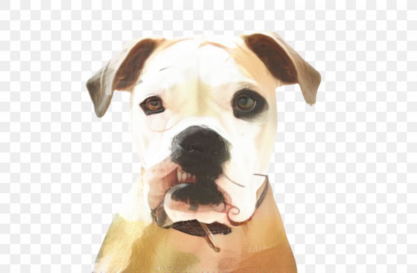 Cute Dog, PNG, 2471x1620px, Cute Dog, American Bulldog, American Pit Bull Terrier, Animal, Bark Download Free