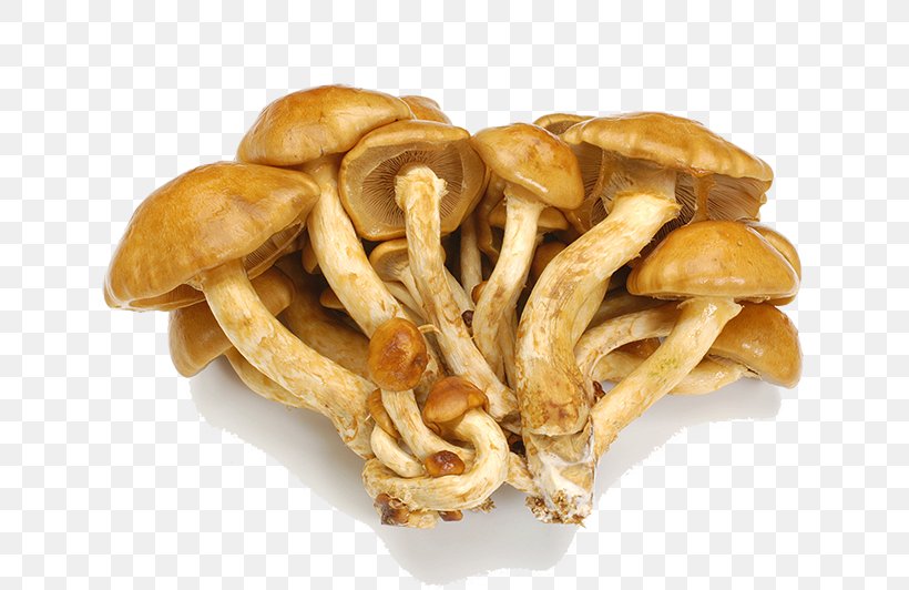 Mushroom Junk Food Pholiota Microspora Shiitake, PNG, 800x532px, Mushroom, Baked Goods, Cuisine, Food, Fried Food Download Free