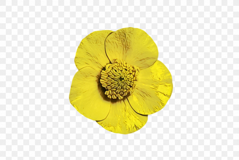 Petal Flower Yellow, PNG, 1920x1292px, Watercolor, Flower, Paint, Petal, Wet Ink Download Free