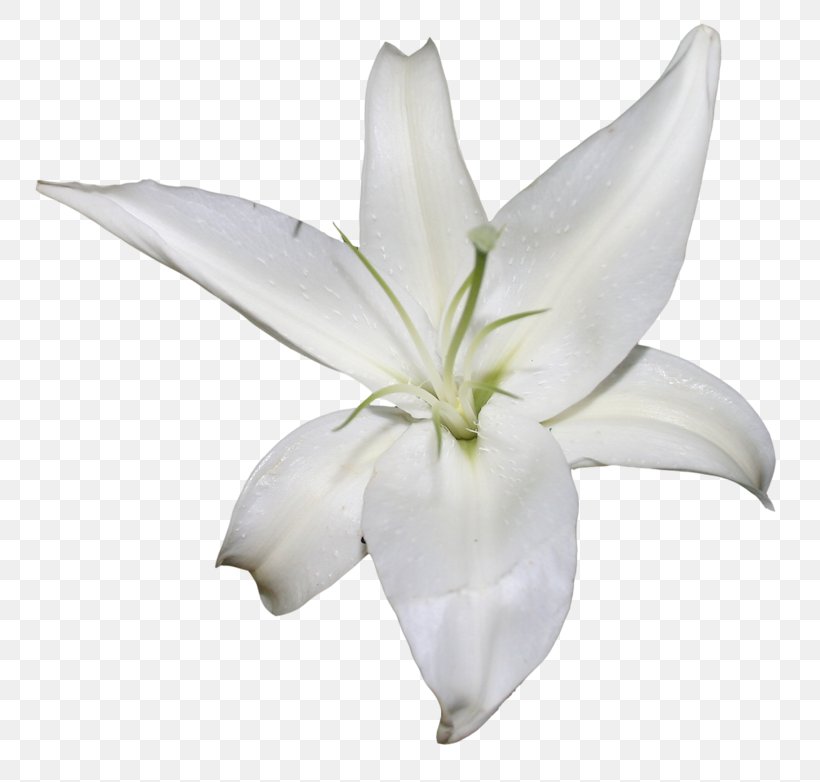 Image Vector Graphics Lily, PNG, 800x782px, Lily, Color, Cut Flowers, Flower, Flowering Plant Download Free