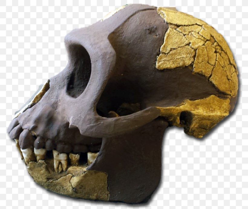 Tautavel Man Ethiopia Ardipithecus Ramidus Pliocene, PNG, 800x690px, Tautavel Man, Ardipithecus, Ardipithecus Ramidus, Bone, Centimeter Download Free