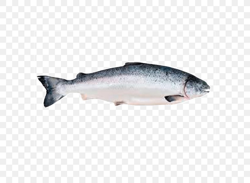 Chinook Salmon Fish Seafood, PNG, 600x600px, Salmon, Barramundi, Bonito, Bony Fish, Capelin Download Free