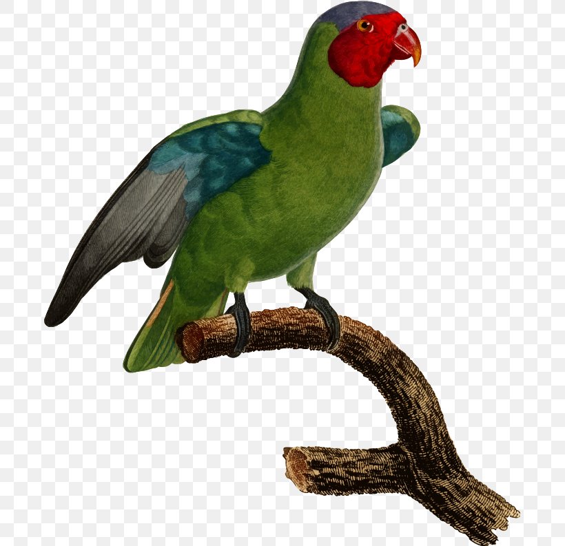 Lovebird Macaw Parrot, PNG, 692x793px, Lovebird, Beak, Bird, Common Pet Parakeet, Drawing Download Free