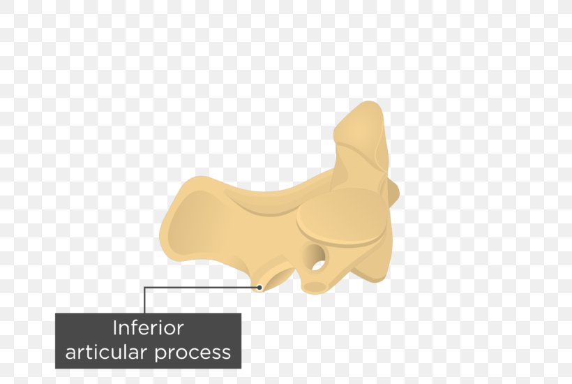 Axis Anatomy Articular Processes Vertebral Column Vertebral Foramen, PNG, 726x550px, Axis, Anatomy, Arm, Articular Processes, Atlas Download Free