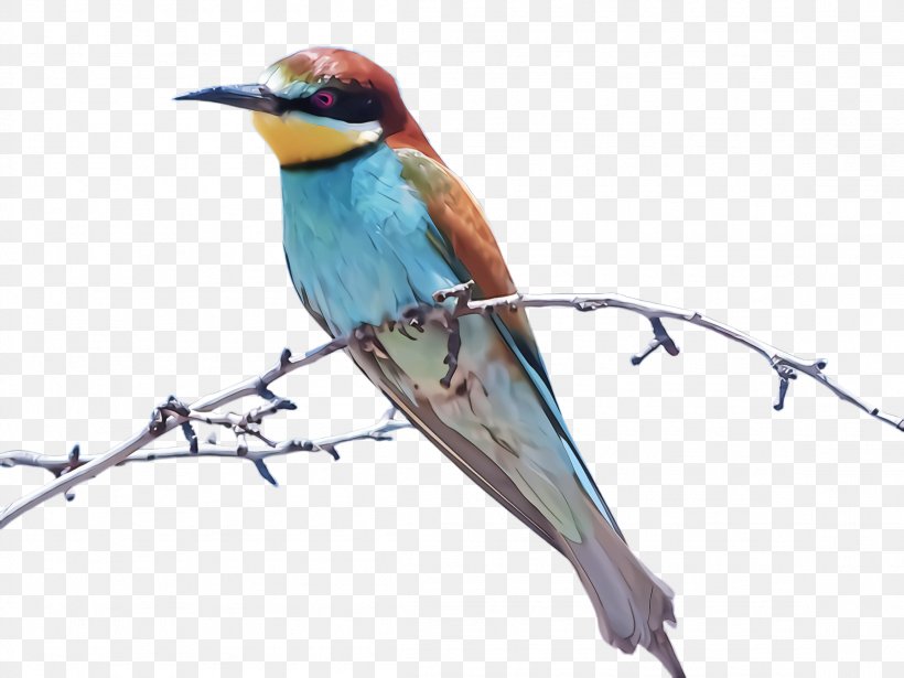 Bird Beak Coraciiformes Bee Eater Roller, PNG, 2308x1732px, Bird, Beak, Bee Eater, Coraciiformes, Cuculiformes Download Free