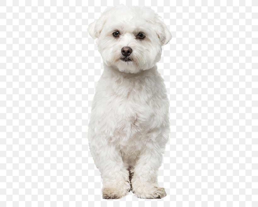 Maltese Dog Bichon Frise Havanese Dog Bolognese Dog Bolonka, PNG, 383x659px, Maltese Dog, Bichon, Bichon Frise, Bolognese, Bolognese Dog Download Free
