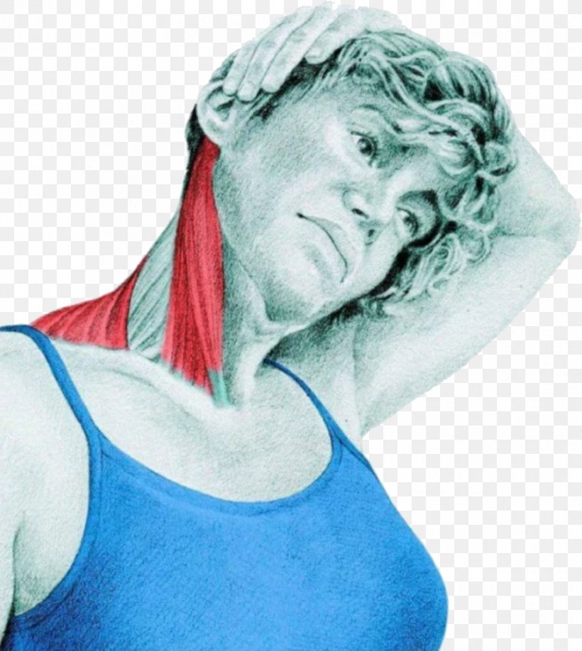 Stretching Anatomy Sternocleidomastoid Muscle Trapezius, PNG, 914x1024px, Stretching Anatomy, Arm, Electric Blue, Exercise, Flexibility Download Free
