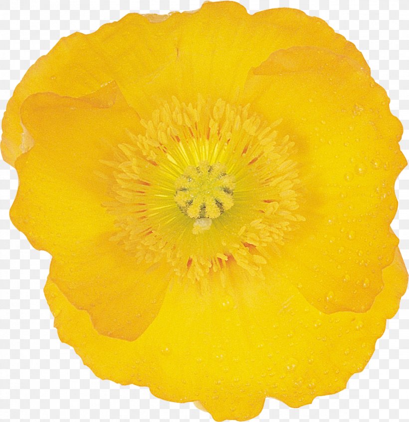 Wildflower Google Images Petal, PNG, 1162x1200px, 2017, Flower, Advertising, Blume, Flowering Plant Download Free