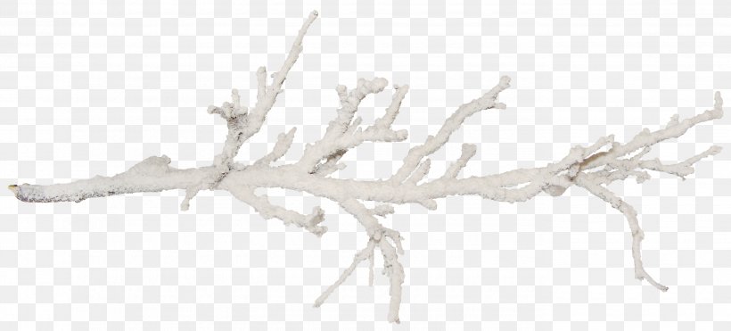 Branch Tree Twig Snow, PNG, 2755x1248px, Branch, Christmas Decoration, Fir, Leaf, Photography Download Free