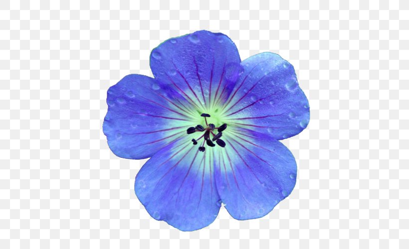 Crane's-bill Flower Blue Best Geraniums Nature, PNG, 500x500px, Crane Sbill, Best Geraniums, Blood Sweat Tears, Blue, Cobalt Blue Download Free