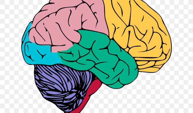 Human Brain Central Nervous System Clip Art, PNG, 640x480px, Watercolor, Cartoon, Flower, Frame, Heart Download Free