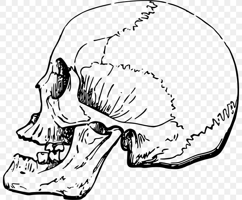 Skull Nose Human Skeleton Clip Art, PNG, 800x678px, Watercolor, Cartoon, Flower, Frame, Heart Download Free
