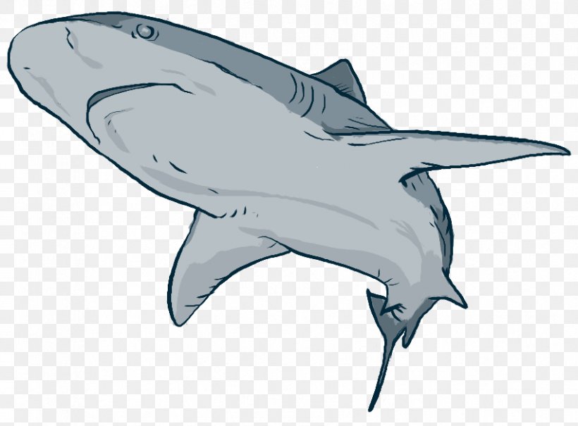 Tiger Shark Tucuxi Marine Biology Cetacea Ocean, PNG, 851x628px, Tiger Shark, Automotive Design, Biology, Blue Whale, Cartilaginous Fish Download Free