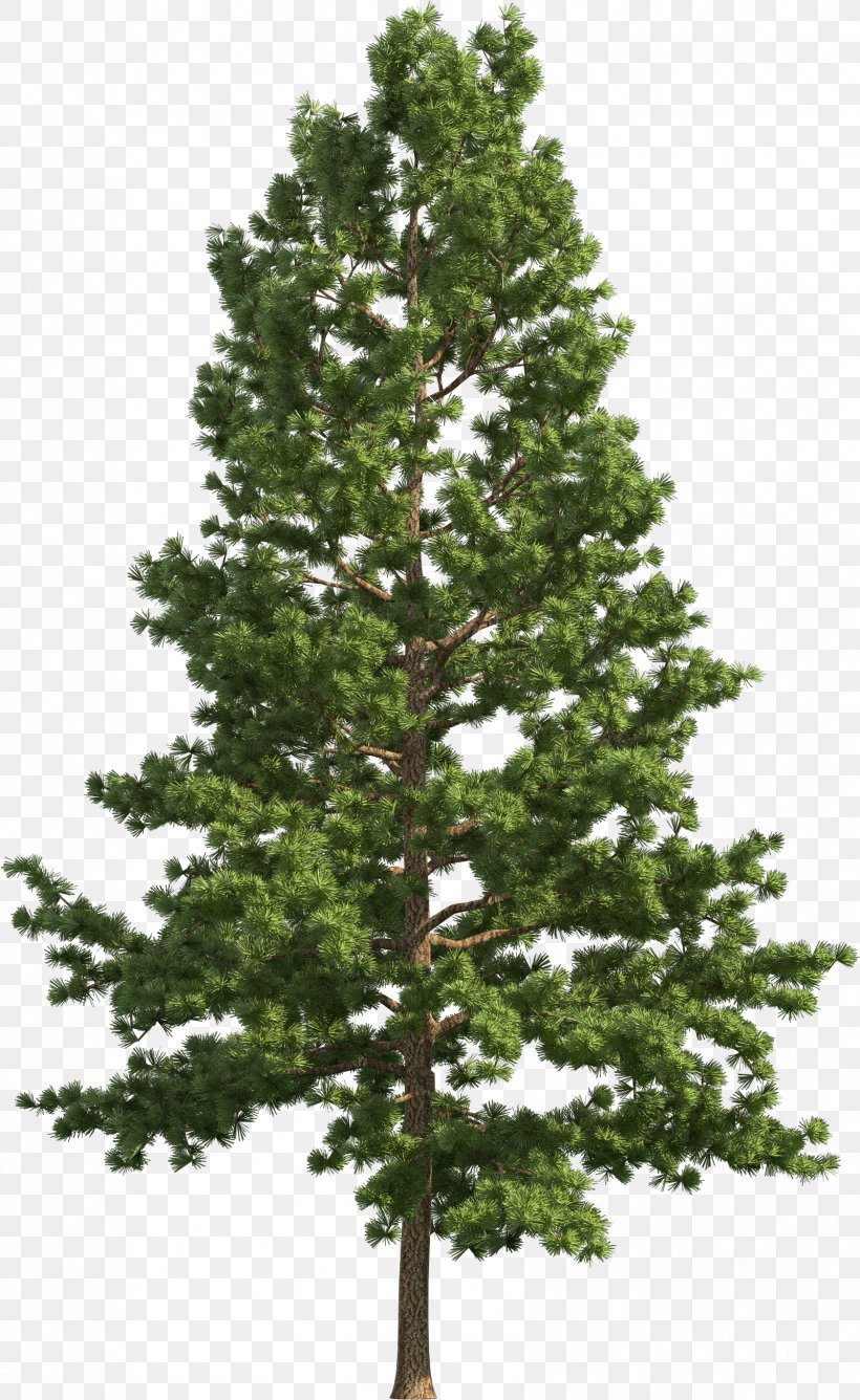 tree balsam fir white pine shortleaf black spruce yellow fir png 1678x2735px tree balsam fir lodgepole tree balsam fir white pine shortleaf