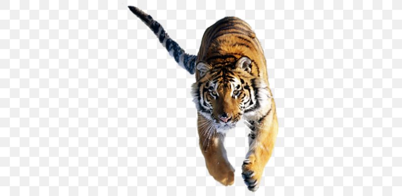 Felidae Lion Siberian Tiger Cat Bengal Tiger, PNG, 329x400px, Felidae, Animal, Apex Predator, Bengal Tiger, Big Cat Download Free