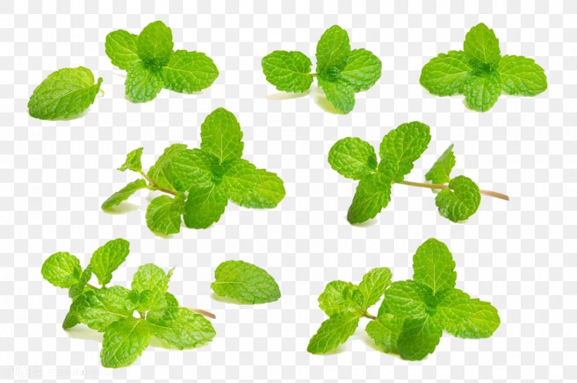 Mouthwash Mint Photography, PNG, 900x599px, Mouthwash, Annual Plant, Drawing, Food, Grass Download Free