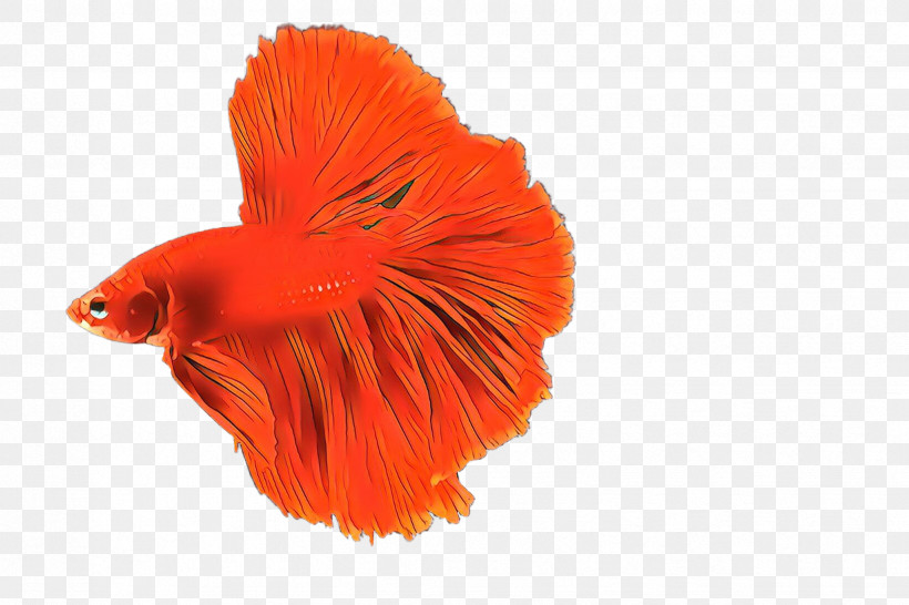 Orange, PNG, 2448x1632px, Orange, Fish, Goldfish, Petal, Plant Download Free
