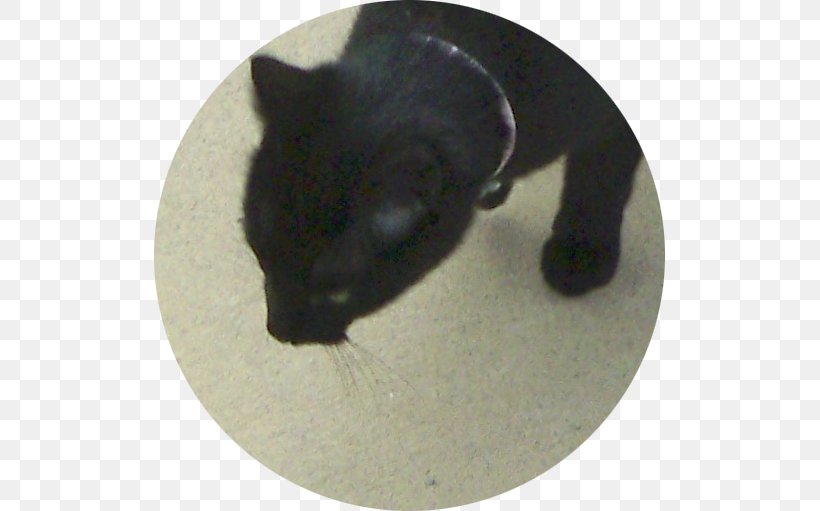 Whiskers Cat Snout Black M, PNG, 511x511px, Whiskers, Black, Black Cat, Black M, Carnivoran Download Free