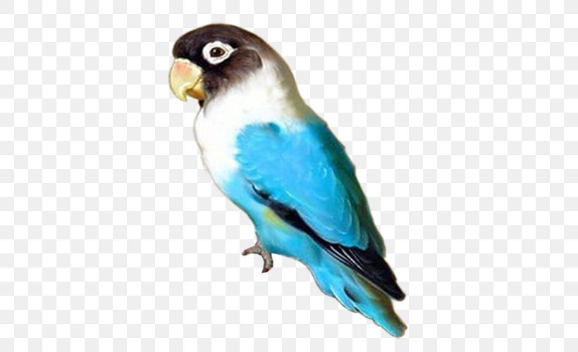 Budgerigar Lovebird Parrot Parakeet, PNG, 500x500px, Budgerigar, Alexandrine Parakeet, Beak, Bird, Blue Download Free