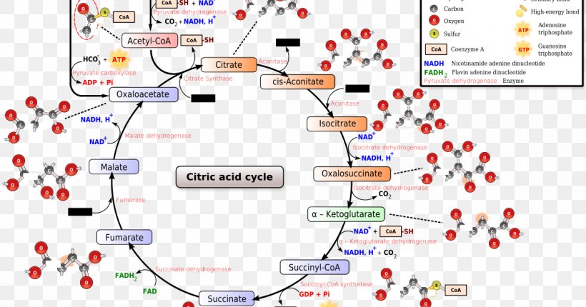 Citric Acid Cycle Tricarboxylic Acid Biochemistry Metabolism, PNG, 1200x630px, Citric Acid Cycle, Acetylcoa, Acid, Area, Biochemistry Download Free