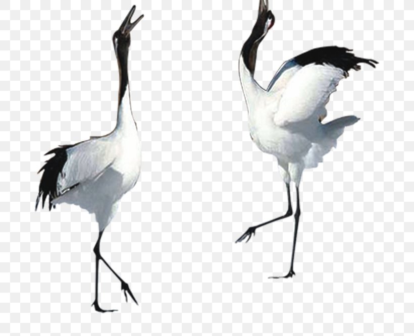 Crane, PNG, 683x666px, Crane, Artworks, Beak, Bird, Ciconiiformes Download Free